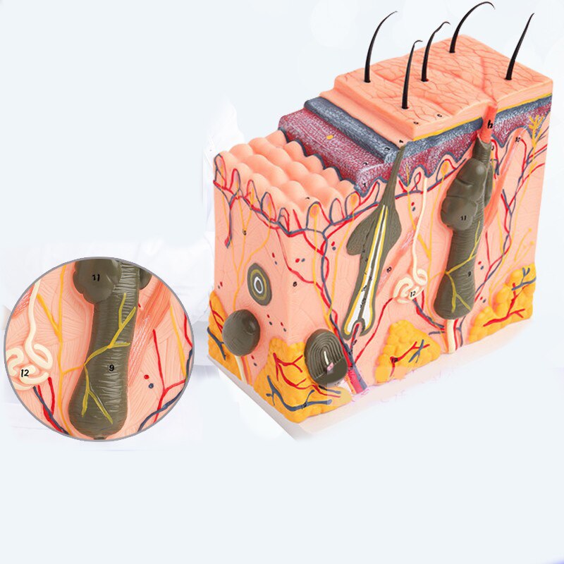 ANATOMIE MODEL HUID